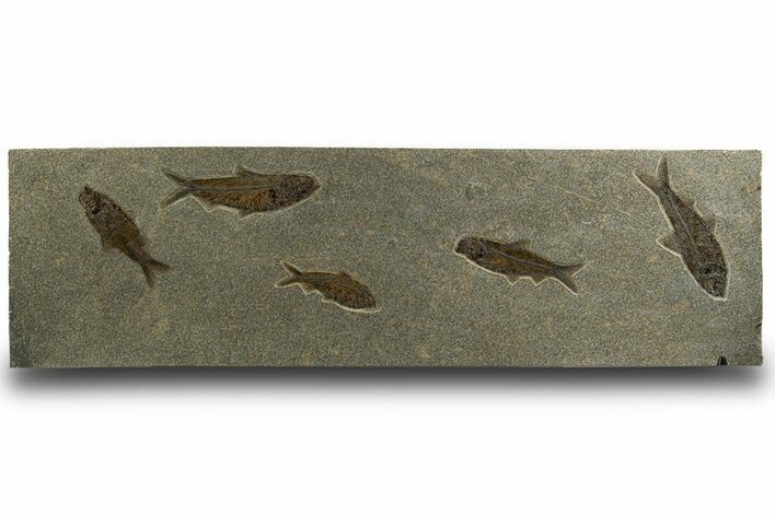 Plate of Five Large Fossil Fish (Knightia) - Wyoming #328084